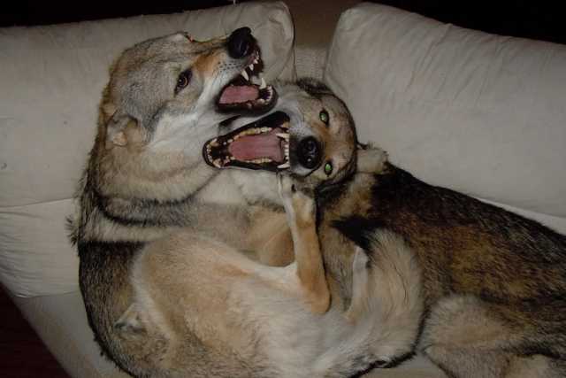 Allevare in casa i cani lupo: �Per loro un chilo di carne cruda al giorno�