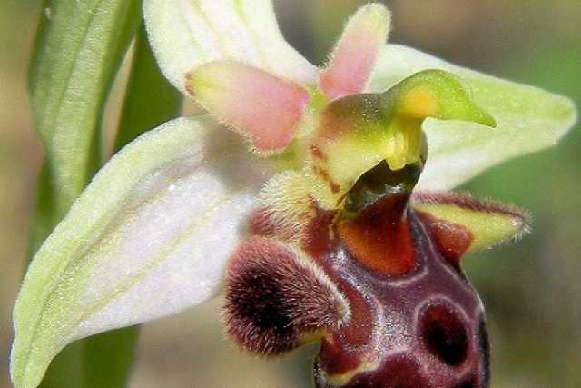 Gargano terra di fiori: scoperta una nuova orchidea, l'Ophrys Mattinatae