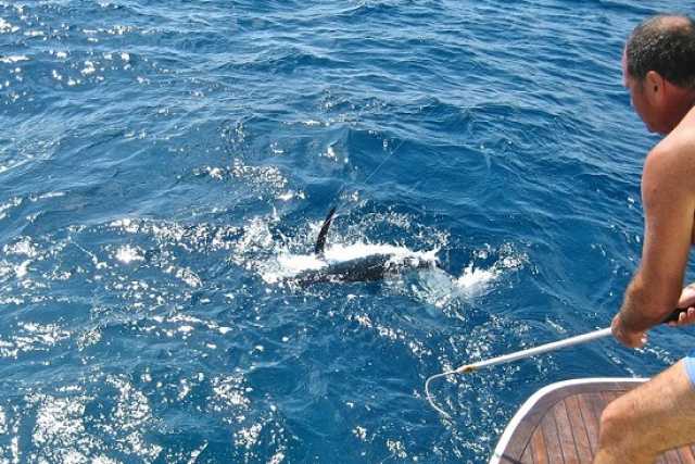 A Mola il campionato italiano di traina d�altura. La preda: il tonno alalunga 