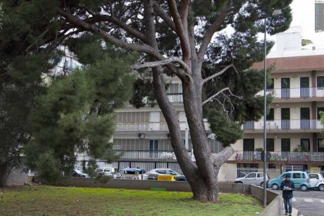 Il pino di Carrassi e il leccio di Carbonara: ecco i due alberi monumentali di Bari