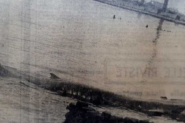 Bari, maggio 1964: due balene si arenano nel porto. Verranno uccise con il tritolo
