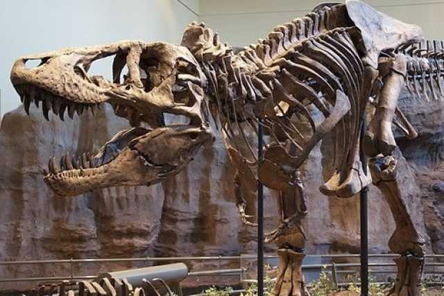 Sulle orme dei dinosauri, quando in Puglia c'erano gli uccelli con i denti