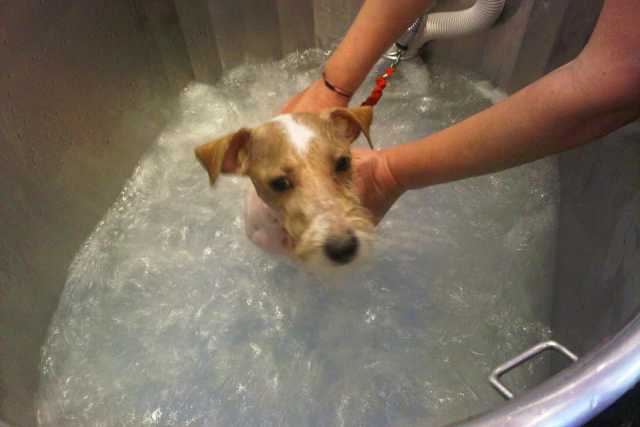 I cani di oggi, tra vestitini alla moda, slip da mare e percorsi benessere