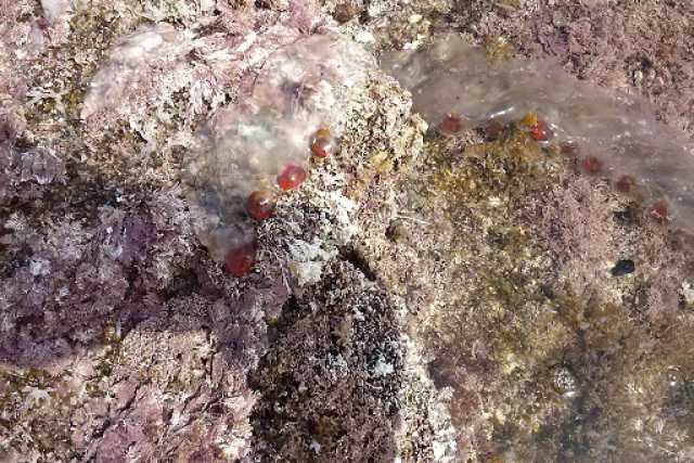 Allarme meduse nel mare: in realt� sono innocue ''salpe''