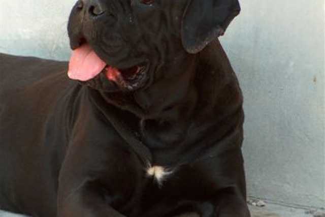 Dal Corso al Lottatore brindisino: tutte le razze di cani ''made in Puglia''