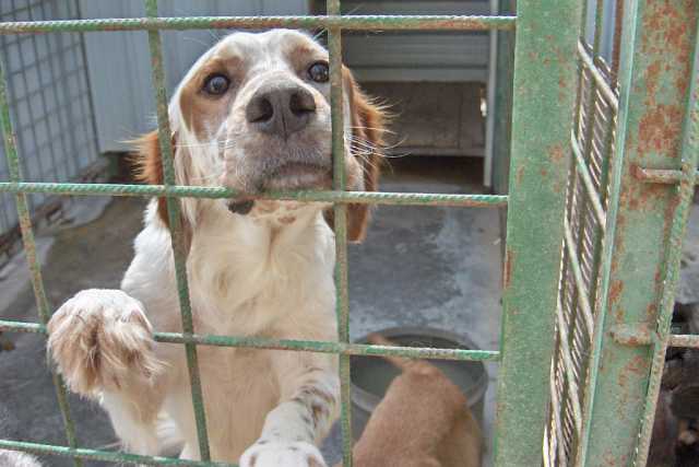 Casa grande, reddito alto, motivazioni giuste: difficile adottare un cane