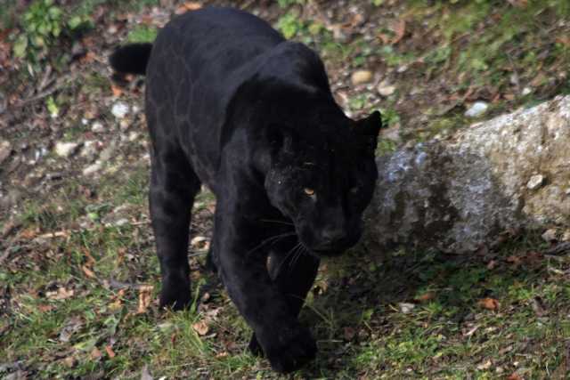 Pantera nera a Bari, l'esperto: �� nata in cattivit�, il suo comportamento � imprevedibile�