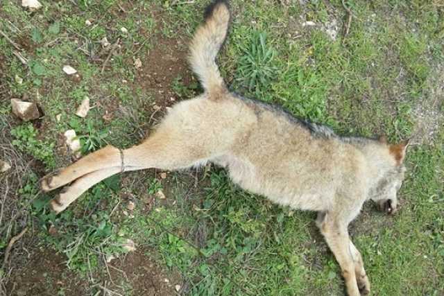 Cinque lupi trovati morti in Puglia: �Gli allevatori difendono le greggi�