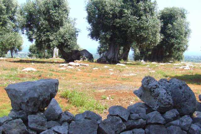 Legge ''taglia ulivi'', i pro e i contro: Amati vs Laddomada e Arpa