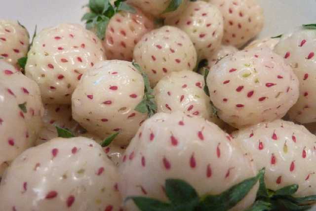 I frutti ibridi? Aprium, grapple e metis. Ma anche il limone � un incrocio
