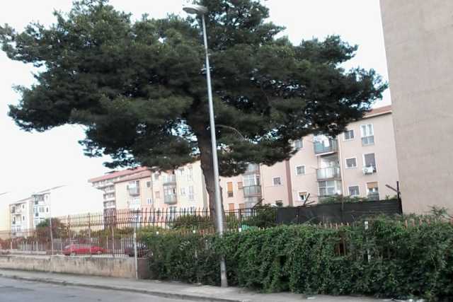 Contro tutto il condominio ferma l'abbattimento di un albero: cosa dice la legge