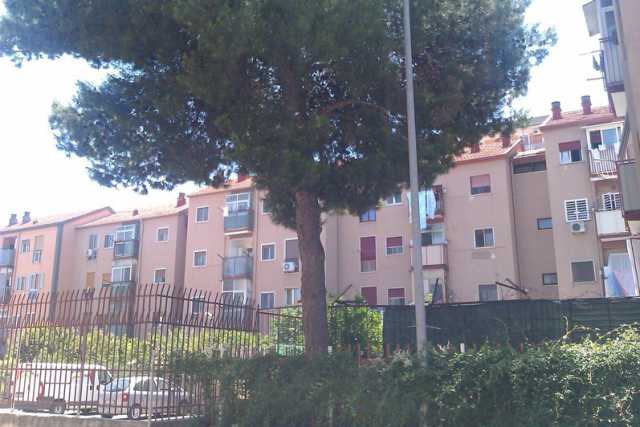 San Paolo, � battaglia per evitare l'abbattimento del pino: interviene anche l'assessore 