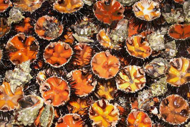 Pesca vietata, inquinamento, mare caldo: addio a ricci, spigole e ombrine