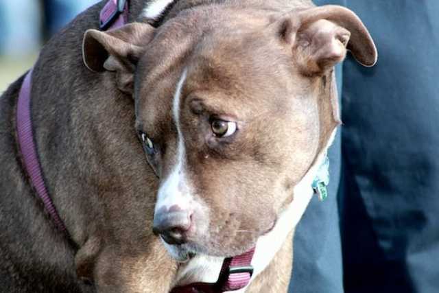 Vuoi un cane ma non lo puoi tenere in casa? C'� l'adozione a distanza