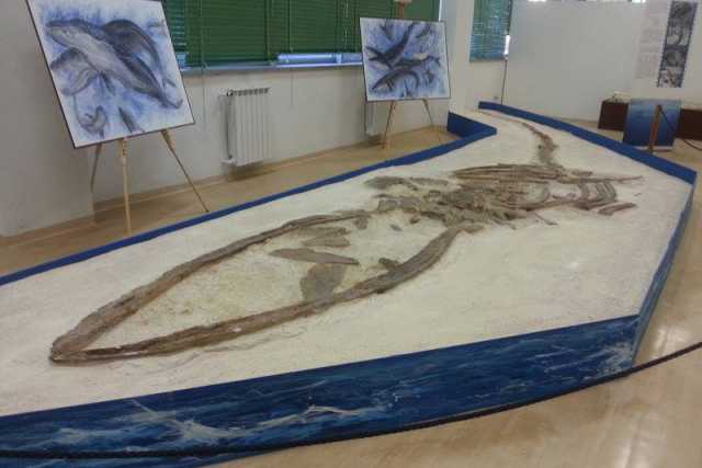 La balenoptera: giace dimenticato il fossile del pi� grande animale barese