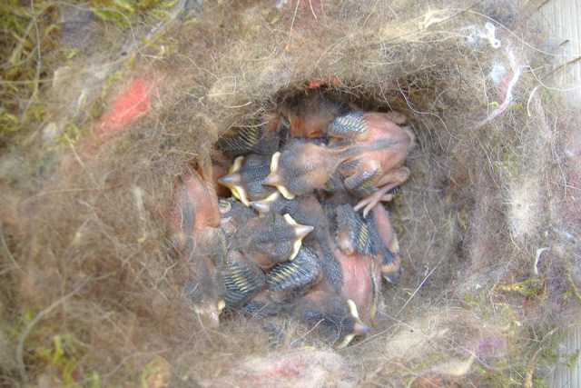 Il birdgardening: giardini, terrazzi e balconi diventano nidi per uccelli