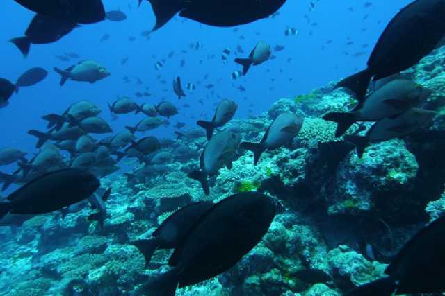 Nuovi animali e surriscaldamento: l�Adriatico sempre pi� mare tropicale