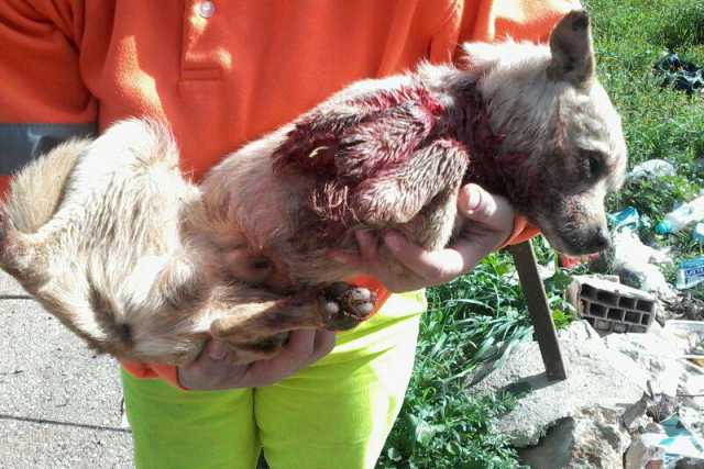 Grumo, cane agonizza al mercato: �Dissanguato tra l'indifferenza dei passanti�
