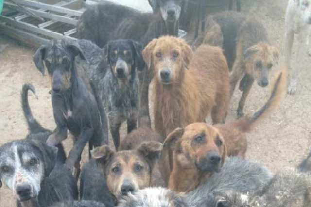Ernie, tumori e rogna: ritrovati in campagna 80 cani in fin di vita 