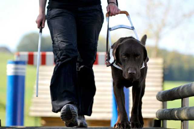 Cani per non vedenti: pochi, prescelti e in prestito. A Bari e provincia solo dieci 