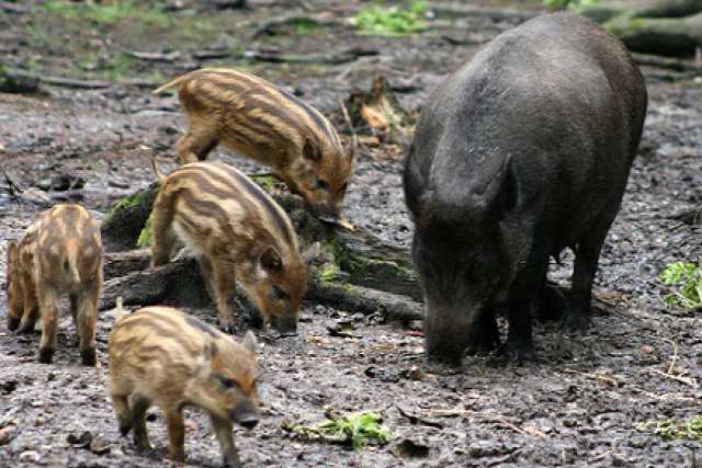 I cinghiali radioattivi: parola al veterinario che se ne sta occupando