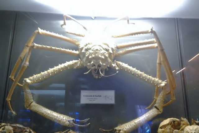 Coccodrilli, leoni e animali deformi: a Bari due musei dell'imbalsamazione