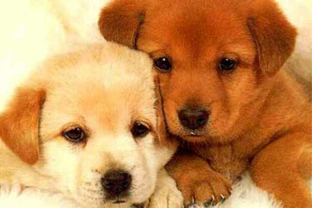 I cani si comprano? C'� chi dice no. Parola a padroni e allevatori