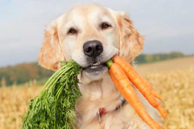 I vegetariani che vietano la carne a cani e gatti. �Si prendessero un coniglio�