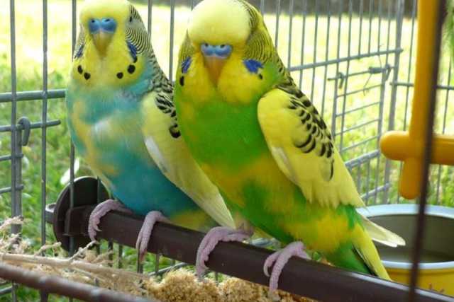 Pappagalli ''in'', criceti ''out'': il mercato dei piccoli animali domestici