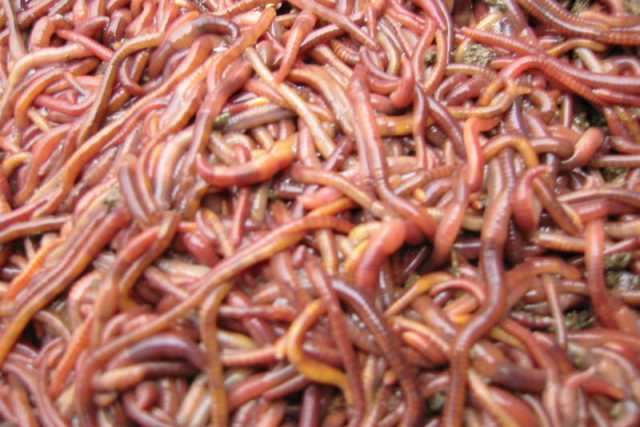 Ad Altamura i lombrichi ''ecologici'': c'� chi li usa per depurare l'acqua