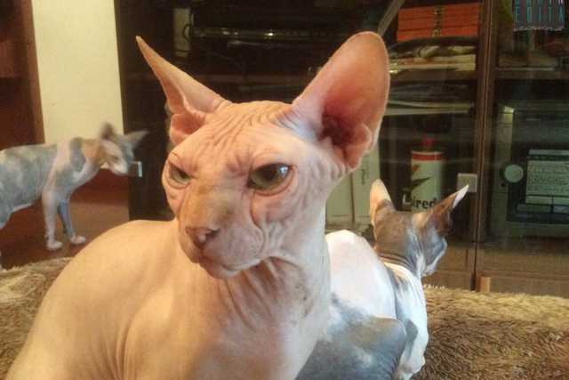 Gli sphynx, i ''gatti nudi'': �Sono senza pelo e hanno bisogno di molte cure�