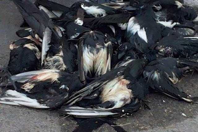 Santo Spirito, muoiono gazze: decine di carcasse per strada. Foto