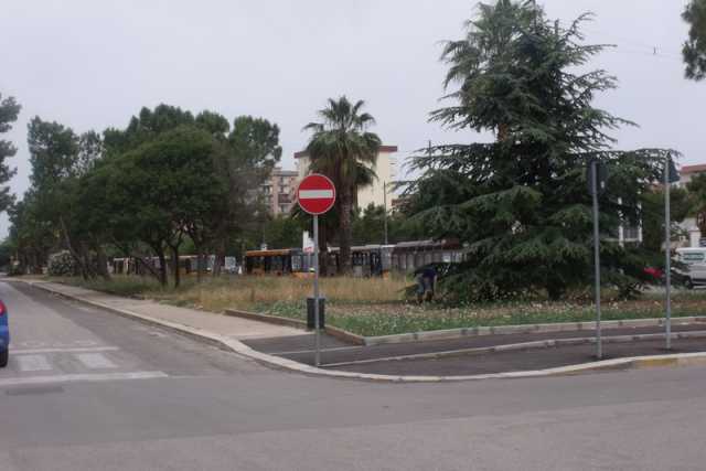 Japigia, stop alla pista ciclabile e nasce il costoso problema dei pini