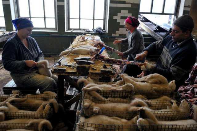 La pelliccia torna di moda, ma gli animalisti non vogliono crederci