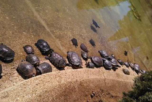 Parco 2 Giugno: �Nel lago tartarughe abbandonate diventano cannibali�