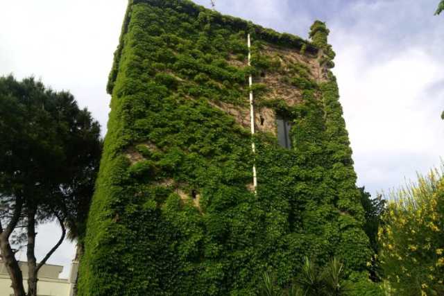Alla ricerca degli edifici coperti da rampicanti: i casi di Palese e Grumo