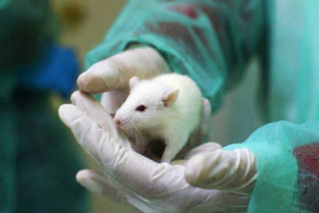 La sperimentazione sugli animali � necessaria? Gli esperti rispondono