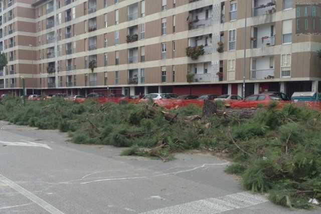 Bari, strage di pini in via Caldarola: �Abbattuti per realizzare una rotatoria�