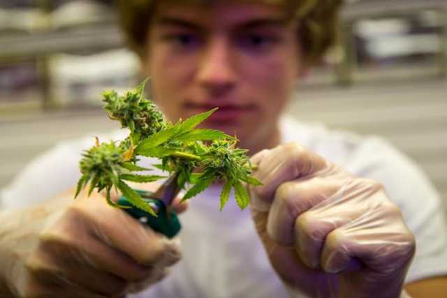 La storia di Andrea il �trimmer": da Bari in California per tagliare la marijuana