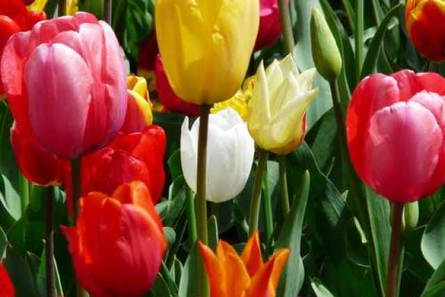 Giardinaggio: come ottenere risultati migliori con i tuoi fiori