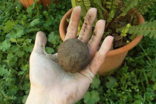 Casamassima, ''bombe'' di semi sui terreni incolti: � il guerriglia gardening