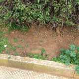 Aiuole esterne a Parco 2 giugno
