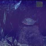 Foto amatoriali del 1983 che mostrano alcune vasche dell'acquario
