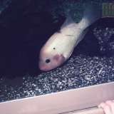Foto amatoriali del 1983 che mostrano alcune vasche dell'acquario