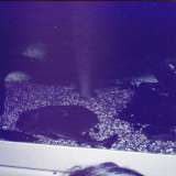 Foto amatoriali del 1983 che mostrano alcune vasche dell'acquario