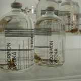 Vodka allo scorpione