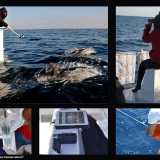 Un collage realizzato dall'associazione tarantina nel quale si vedono alcune fasi della ricerca in mare 