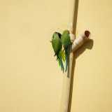 Parrocchetto dal collare