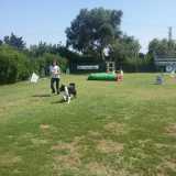 Un border collie si prepara ad affrontare il complicato itinerario sotto lo sguardo vigile di un'addestratrice