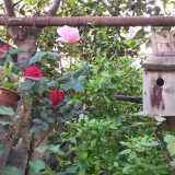 Un nido artificiale allestito in un giardino di Modugno
